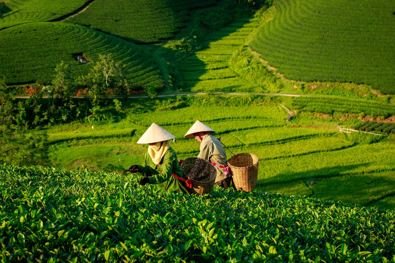 about-05 Farmers in traditional hats picking tea leaves in the verdant hills of Phú Thọ, Vietnam.